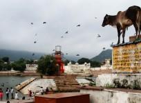 pushkar