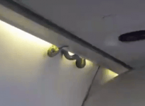 Snakes on a Plane: Massive serpent falls from overhead compartment mid-flight