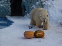 Polar bear and tigress predict who will win US presidential election
