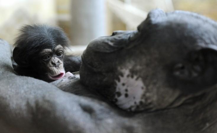 Chimpanzees