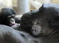 Chimpanzees