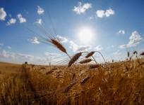 Wheat