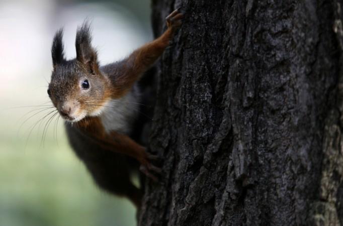 Squirrel