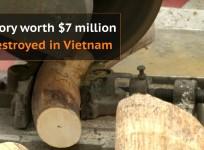 Vietnam authorities destroy ivory worth $7 million