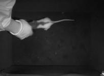 Rats are ticklish just like humans