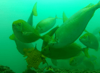 Kelp forests fall prey to ravenous rabbitfish