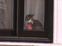 Dressed to impress: Julian Assanges cat steals the limelight in mini shirt collar and tie
