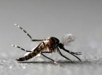 Aedes aegypti mosquito