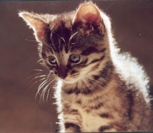 Kitten