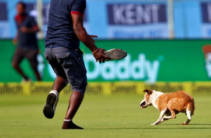 A ground staff member chases the dog at the ACA-VDCA Cricket Stadium, Visakhapatnam vizag dog