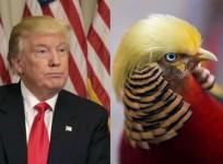 Trump bird