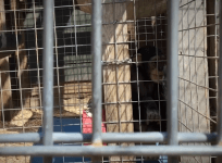 Caged for most of his life, Louie the chimpanzee now needs your help