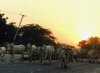 Cows in India
