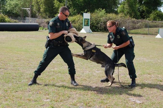 Police dog