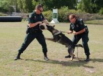 Police dog
