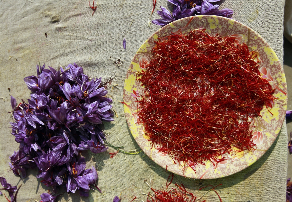 Separated saffron stigmas are kept in a plate beside the flowers during a drying process in Pampore, 15 km (9 miles) south of Srinagar November 2, 2012 india exports spices saffron 2015-16 pepper chilli cardamom turmeric garlic modi govt