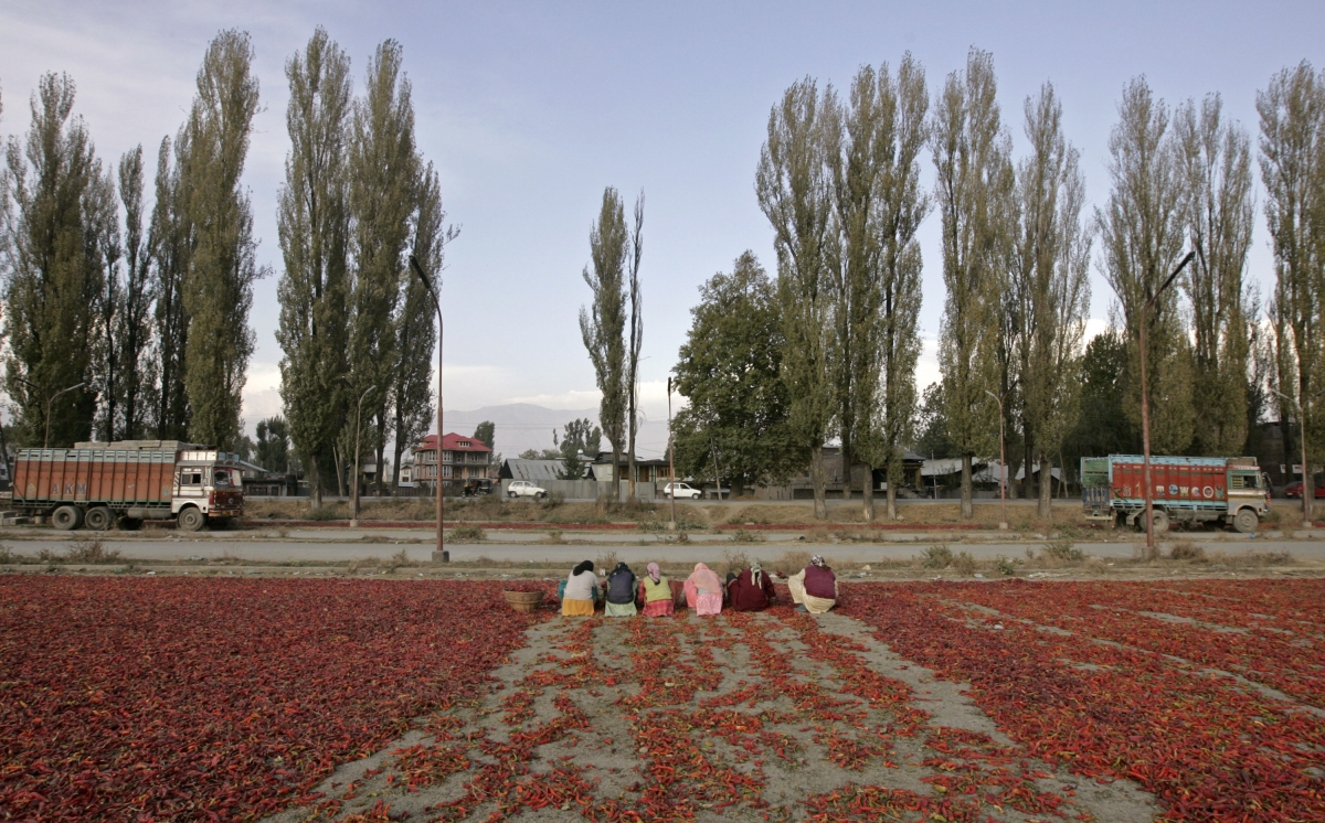 Kashmiri women sort red chillies to dry them in Srinagar October 15, 2009. india exports spices saffron 2015-16 pepper chilli cardamom turmeric garlic modi govt