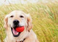 Dogs have episodic memory just like humans