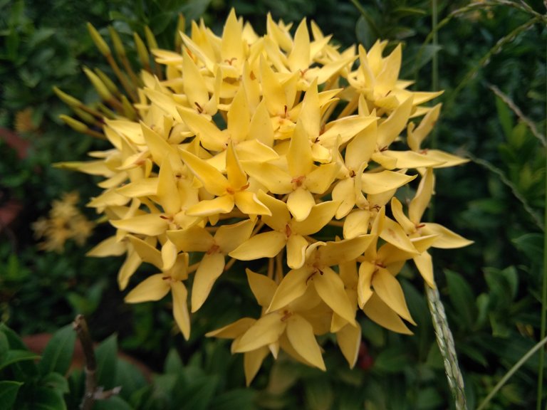 Coolpad Note 5 camera sample