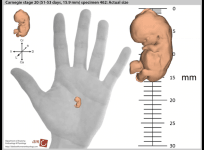 Watch human embryo development on interactive map
