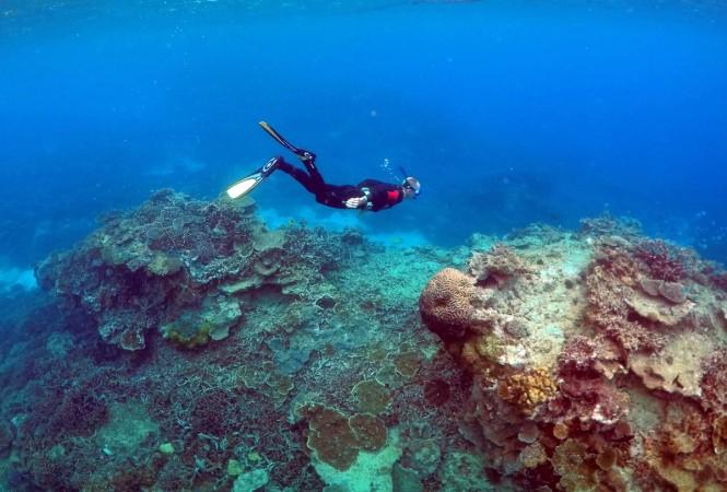 A man snorkels in an area called the 'Coral Gardens' near Lady Elliot Island, on the Great Barrier Reef, northeast of Bundaberg town in Queensland, Australia Great Barrier Reef