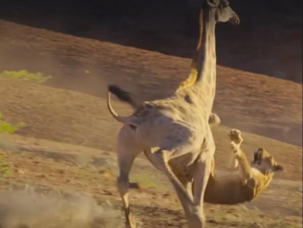 When a giraffe takes down a lion Planet Earth II