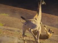 Planet Earth II