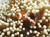 sea anemone