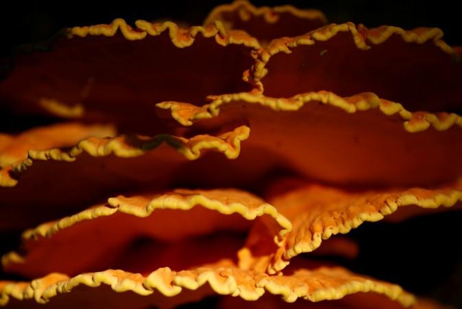 A Laetiporus Murrill mushroom called mushroom