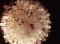 Ionosphere thunderstorms