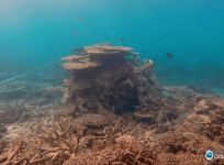 Global warming has caused biggest ever coral die-off on Australia’s Great Barrier Reef