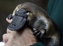 Platypus