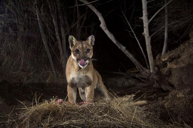 mountain lions