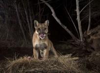 mountain lions