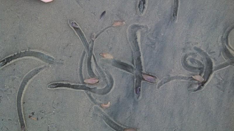These mysterious creatures were found to be burrowed in the sand. strange creatures