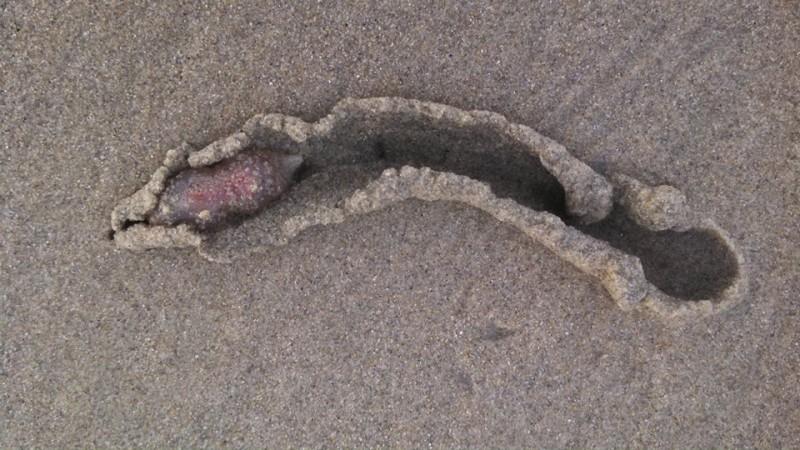 These creatures were finally classified as sea cucumbers by an invertebrate expert. strange creature