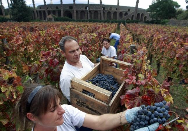 Workers harvest grapes in the Foro Boario vineyards of ancient Pompeii, October 20, 2011. vineyard