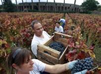 vineyard
