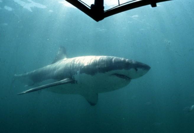 Terrifying video shows a great white shark attacking diver's cage with ...