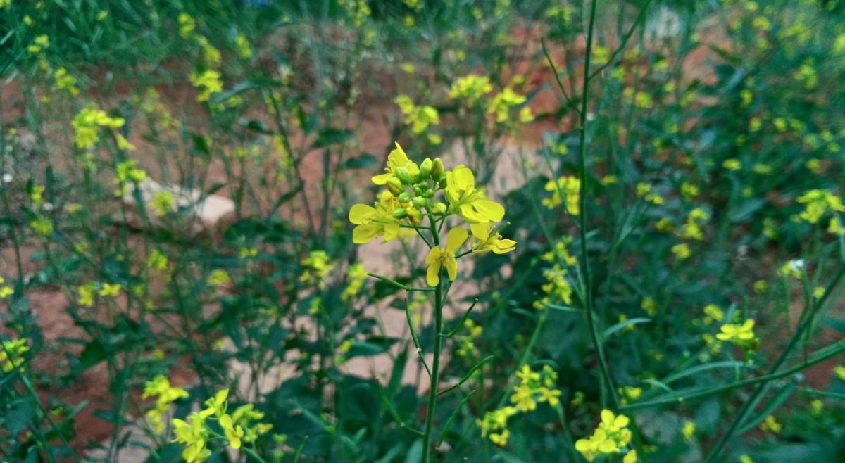 Asus Zenfone 3 Laser review: Camera Asus Zenfone 3 Laser review