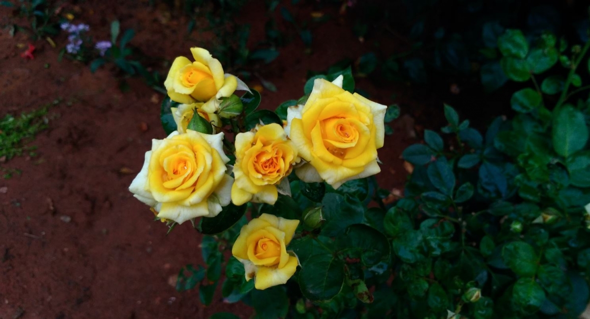 Asus Zenfone 3 Laser camera review Asus Zenfone 3 Laser review