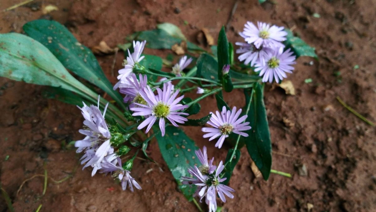 Asus Zenfone 3 Laser camera review Asus Zenfone 3 Laser review