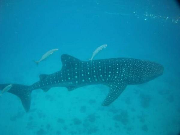 whale shark