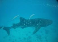 whale shark