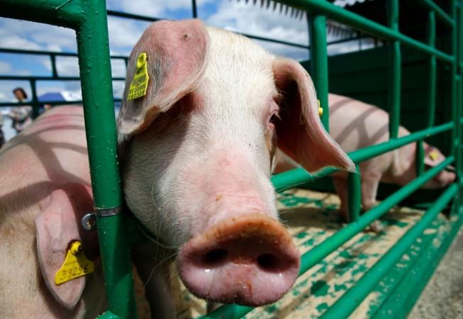 Superbug gene found in pigs