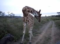 Giraffe endangered