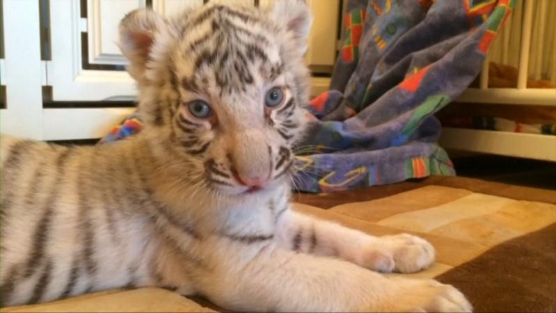 Representational Image  Watch dog help to rear tiger cub twins abandoned by their mother