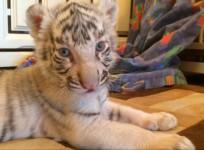 Watch dog help to rear tiger cub twins abandoned by their mother