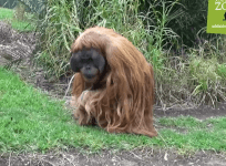 Adelaide Zoo stunned as Sumatran orangutan falls pregnant despite contraception