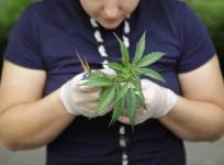 Cannabis